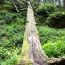 Baum Schlesien 2013