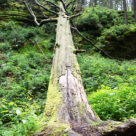 Baum Schlesien 2013